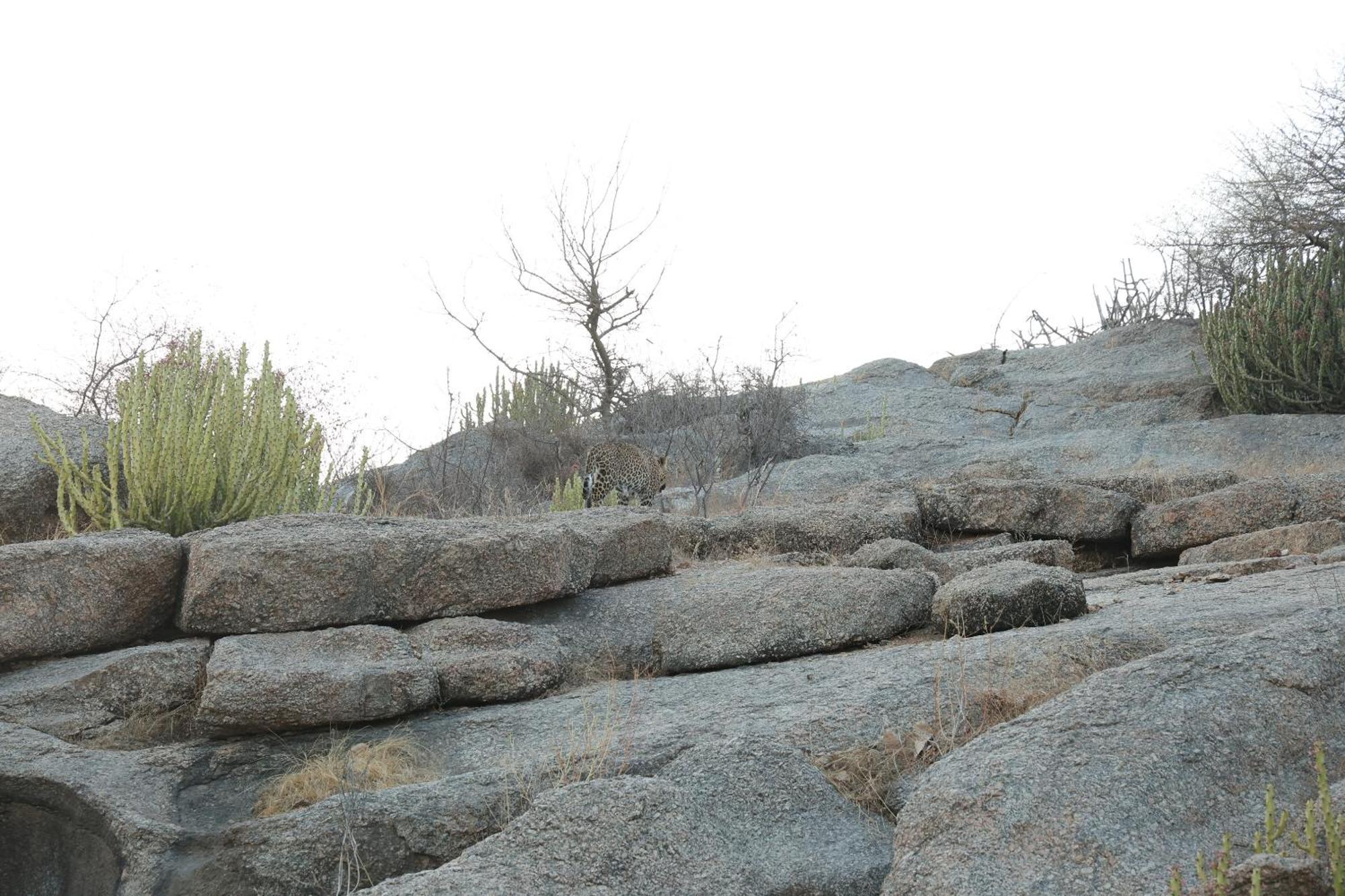 Hotel Jawai Bera Leopard Camp Exterior foto